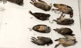 کشف و جمع آوری تعداد زیادی لاشه پرندگان مسموم شده در اهواز
