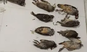 کشف و جمع آوری تعداد زیادی لاشه پرندگان مسموم شده در اهواز
