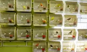 «آوازشاه»؛ قناری ایرانی که ۶۰۰ میلیون تومان فروخته شد/ صدایش شبیه خواننده موسیقی سنتی است/ تصاویر

