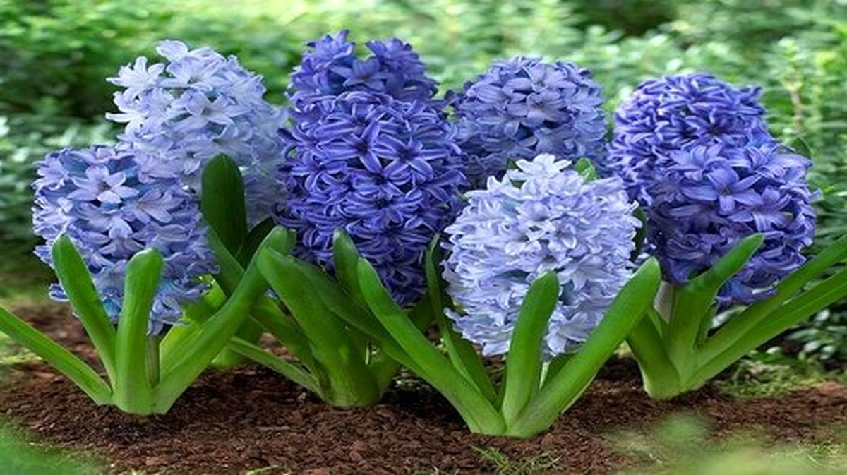 به جای گل سنبل «شیطان بنفش» نخریم