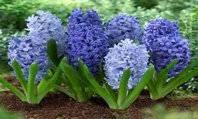 به جای گل سنبل «شیطان بنفش» نخریم