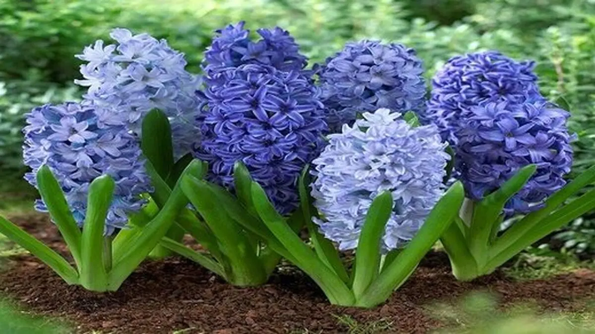 به جای گل سنبل «شیطان بنفش» نخریم