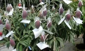 تا به حال تایونو تاماگو خوردید؟ انبه‌هایی که هرکسی نمی‌تواند بخورد، چون ۴ هزار دلار است