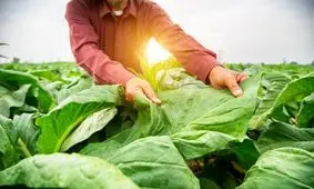 گوجه فرنگی‌های تشنه حرف می‌زنند!

