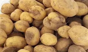 عرضه گسترده سیب زمینی آغاز شد/ قیمت جدید سیب‌زمینی 