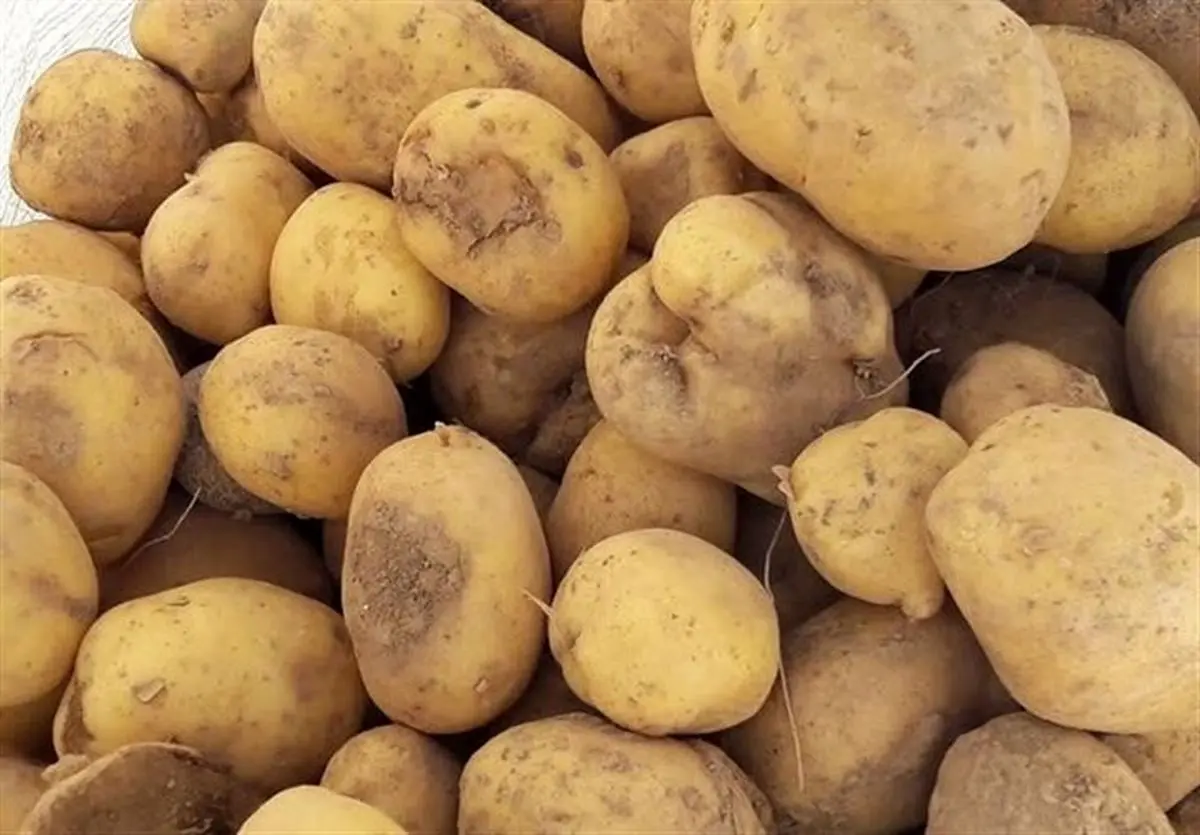 عرضه گسترده سیب زمینی آغاز شد/ قیمت جدید سیب‌زمینی 
