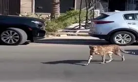 پرسه زدن یک یوزپلنگ وحشی در خیابان‌های بغداد!/ ویدئو

