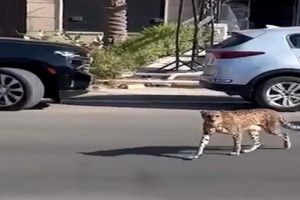 پرسه زدن یک یوزپلنگ وحشی در خیابان‌های بغداد!/ ویدئو

