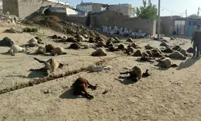 ۲۰۰ راس گوسفند در روستای مشیرآباد قروه تلف شد