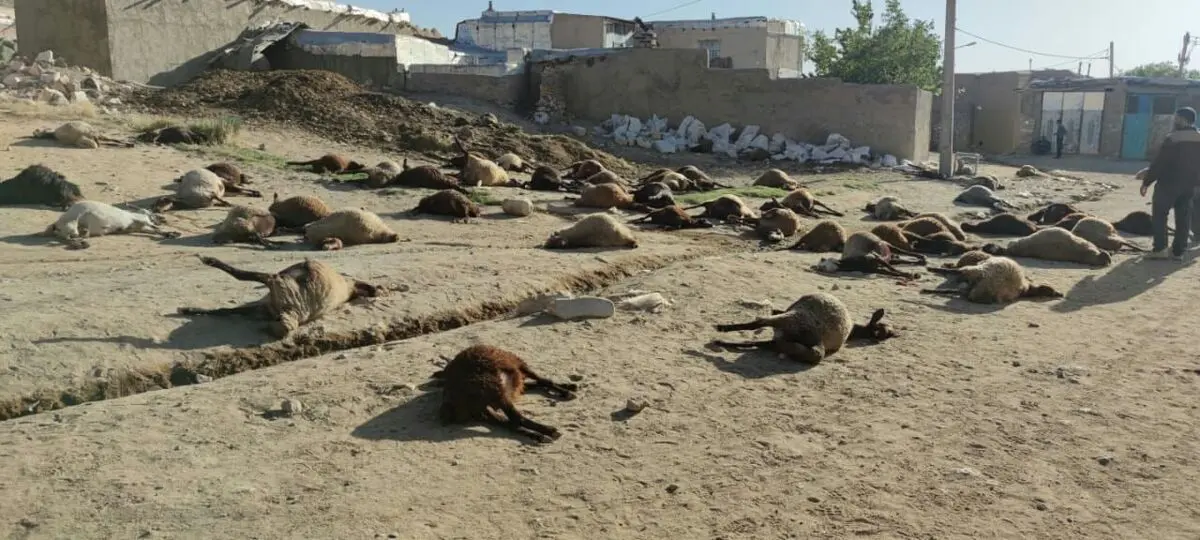 ۲۰۰ راس گوسفند در روستای مشیرآباد قروه تلف شد