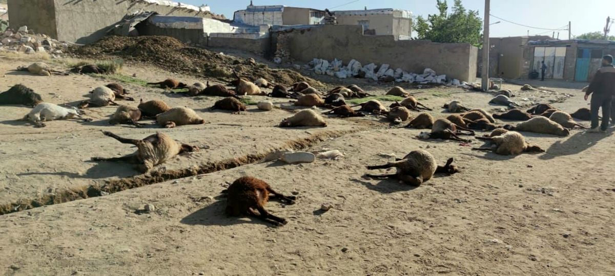 ۲۰۰ راس گوسفند در روستای مشیرآباد قروه تلف شد