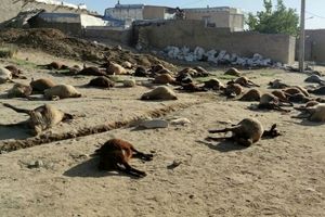 ۲۰۰ راس گوسفند در روستای مشیرآباد قروه تلف شد