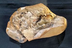 فسیل ۳۸۰ میلیون ساله‌ی قلب ماهی در دل یک صخره‌ی مرجانی کشف شد/ تصویر