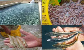 کلاهبرداری ۳۵۰ میلیاردی با یک ادعای دروغین!