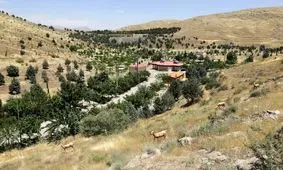 واکنش شهرداری به قطع درختان چیتگر و سرخه حصار: آفت زده بودند