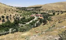 واکنش شهرداری به قطع درختان چیتگر و سرخه حصار: آفت زده بودند