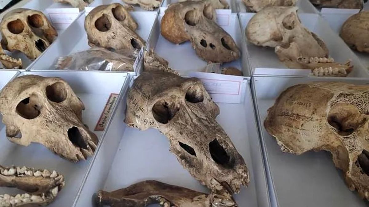 کشف تازه دانشمندان از مومیایی‌های مرموز بابون‌های متعلق به ۲۸۰۰ سال پیش در مصر

