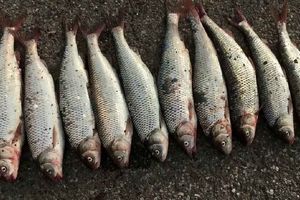 قیمت انواع ماهی در بازار/ قزل‌آلا بی‌استخوان پاک شده چند؟
