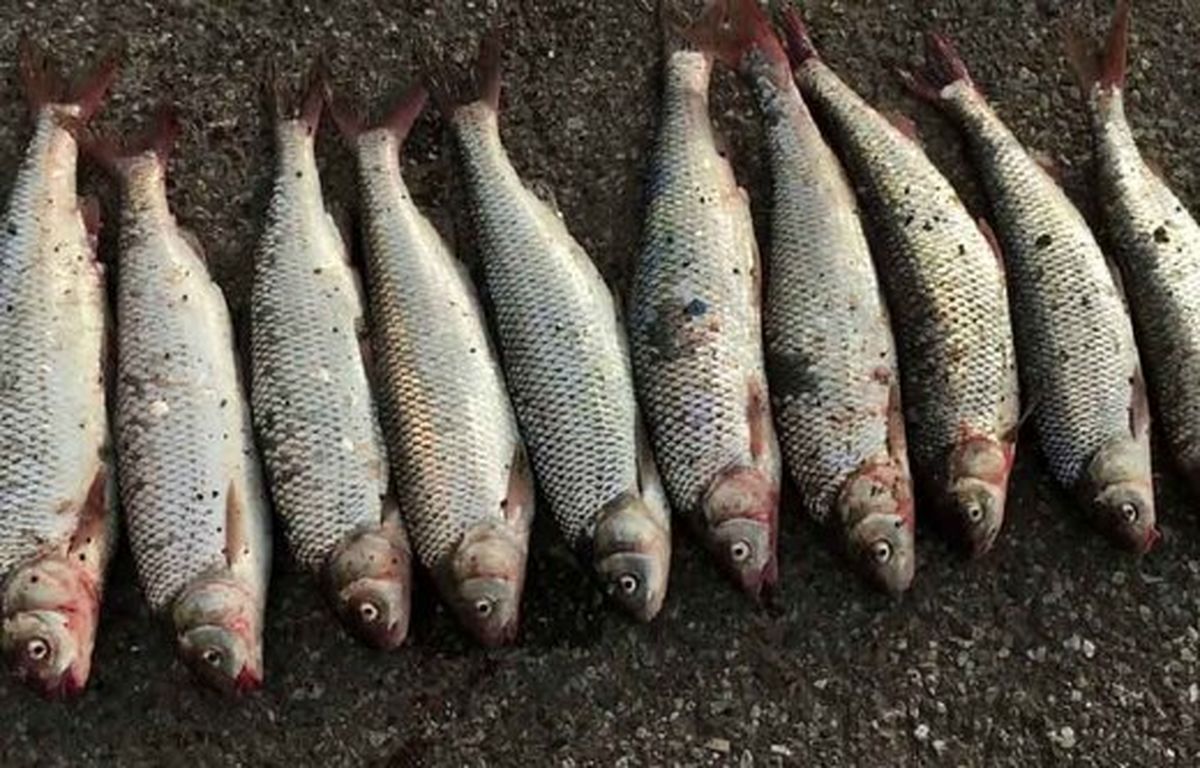 قیمت انواع ماهی در بازار/ قزل‌آلا بی‌استخوان پاک شده چند؟