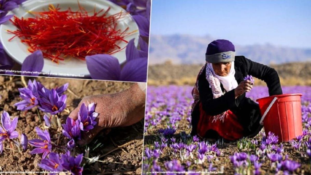 ضرورت اصلاح و باز سازی ساختار اتحادیه صادرکنندگان زعفران/درخواست ده ها هزار کشاورز زعفران کار از مسئولان/ بازار صادراتی زعفران ایران منتظر تزرق خون تازه