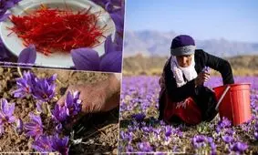 ضرورت اصلاح و باز سازی ساختار اتحادیه صادرکنندگان زعفران/درخواست ده ها هزار کشاورز زعفران کار از مسئولان/ بازار صادراتی زعفران ایران منتظر تزرق خون تازه