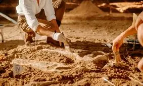 کشف شگفت‌انگیز دانشمندان: فسیل ۵۲۰ میلیون ساله با مغز و روده‌هایی سالم مثل روز اول پیدا شد