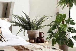 نگهداری گیاهان در اتاق خواب ممنوع