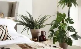 نگهداری گیاهان در اتاق خواب ممنوع