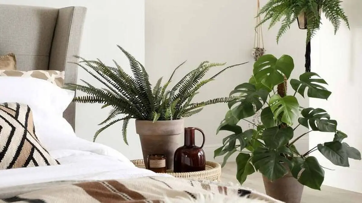 نگهداری گیاهان در اتاق خواب ممنوع