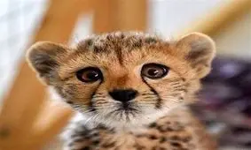 توله یوز ایرانی باید جنگنده شود