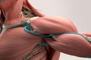 دانشمندان عضله مصنوعی قوی‌تر از عضله انسان ساختند