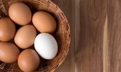 مصرف زرده تخم مرغ برای کهنسالان مضر است؟