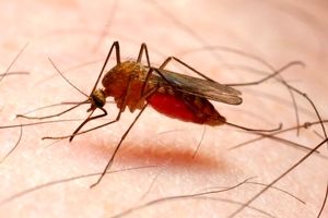 قطع چرخه انتقال محلی مالاریا در ایران