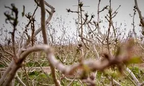 کاهش دما به زیر صفر در ۱۳ استان/ احتمال خسارت به محصولات کشاورزی

