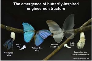 ساخت وسایل الکترونیکی ضدچروک با الهام از بال پروانه‌ها

