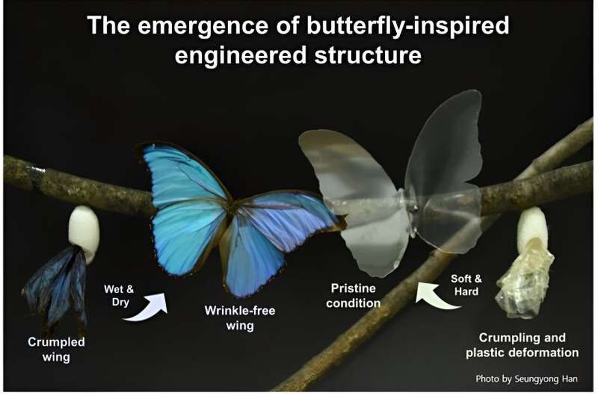 ساخت وسایل الکترونیکی ضدچروک با الهام از بال پروانه‌ها

