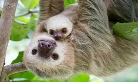 روش عجیب خوابیدن تنبل روی درخت به سبک اساتید کونگ فو/ ویدئو