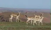 عبور ناگهانی گله آهو از میان شهروندان در شاهرود/ ویدئو