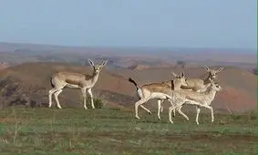 عبور ناگهانی گله آهو از میان شهروندان در شاهرود/ ویدئو