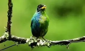 پرنده هایی که جالب ترین صداها را دارند/ ویدئو