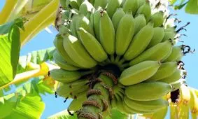 پوست موز دوستدار زمین شد