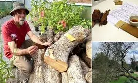  ساخت جوهر از تنه درخت سیب مشهور نیوتون/ ویدئو