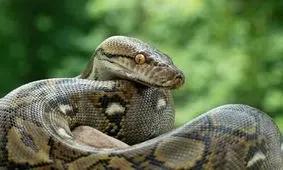 مار پیتون یک سارگپه را اعدام کرد/ ویدئو