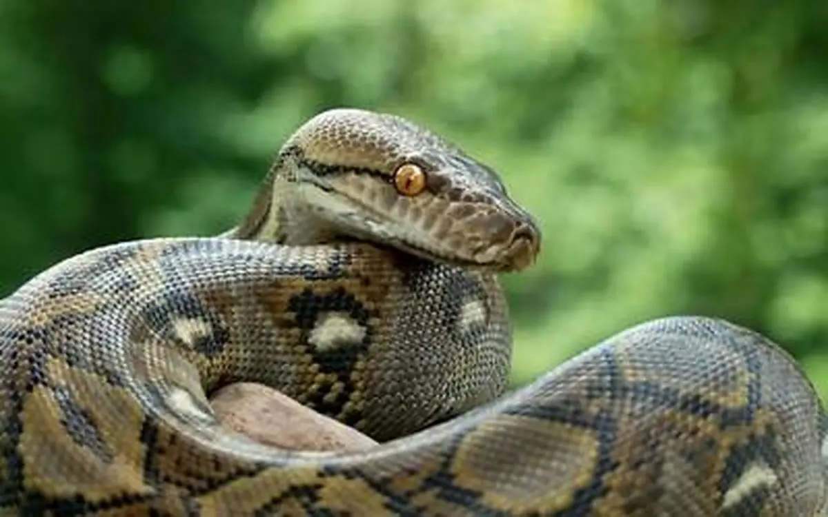 مار پیتون یک سارگپه را اعدام کرد/ ویدئو