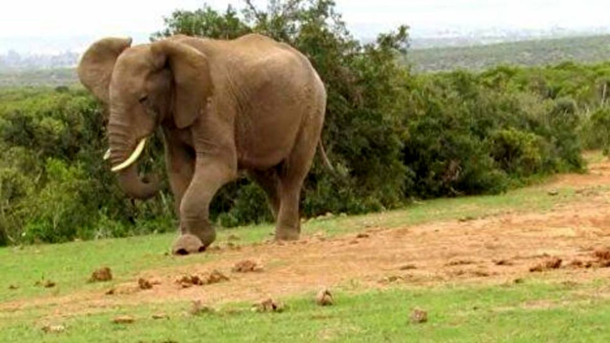 فیل عصبانی صاحبش را کشت