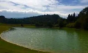 افزایش استفاده از آب سبز برای تولید برنج سفید گیلان

