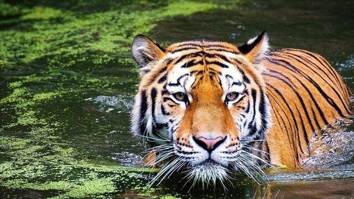 کاهش ۷۰ درصدی جمعیت حیات وحش جهان در ۵۰ سال گذشته