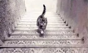 تست شخصیت شناسی/ به نظر شما گربه به کدام سمت می رود؟