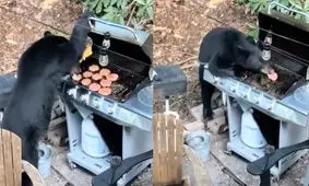 یک خرس به باربیکیو دستبرد زد و ۱۰ همبرگر خورد/ ویدئو