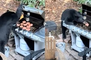 یک خرس به باربیکیو دستبرد زد و ۱۰ همبرگر خورد/ ویدئو